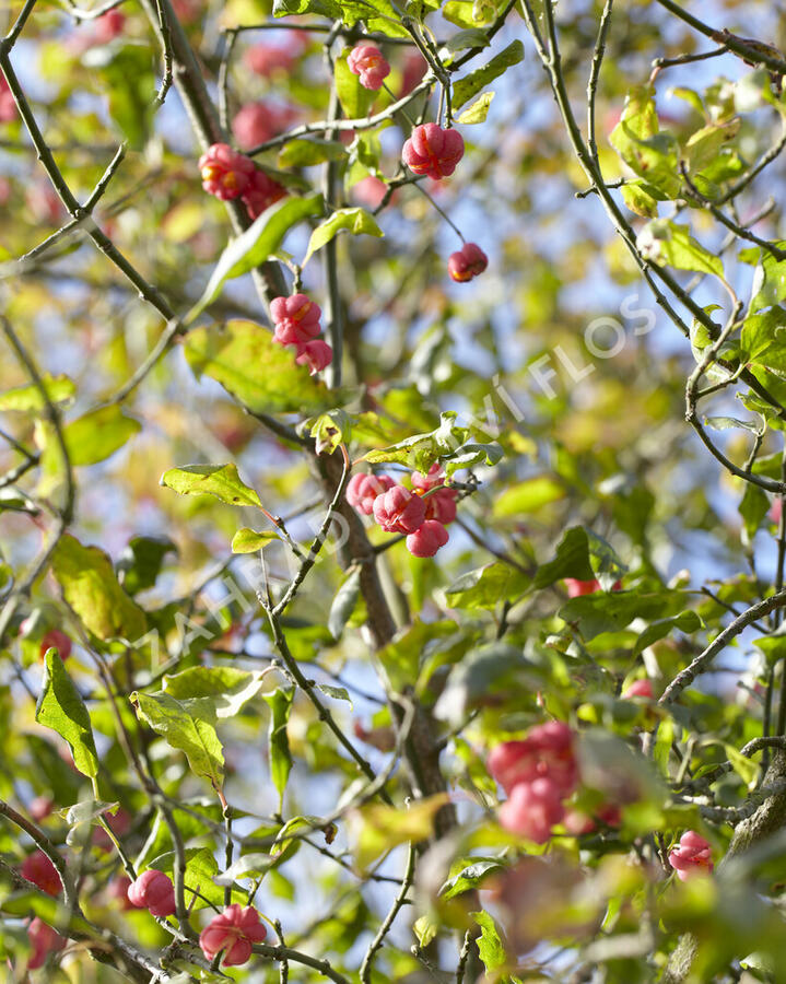 Brslen ostrolistý - Euonymus oxyphyllus