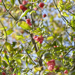 Brslen ostrolistý - Euonymus oxyphyllus