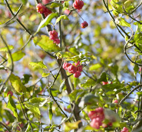 Brslen ostrolistý - Euonymus oxyphyllus