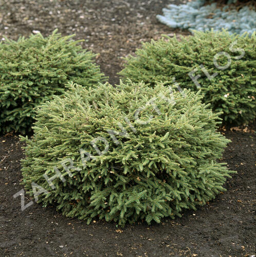 Smrk ztepilý 'Nidiformis' - Picea abies 'Nidiformis'
