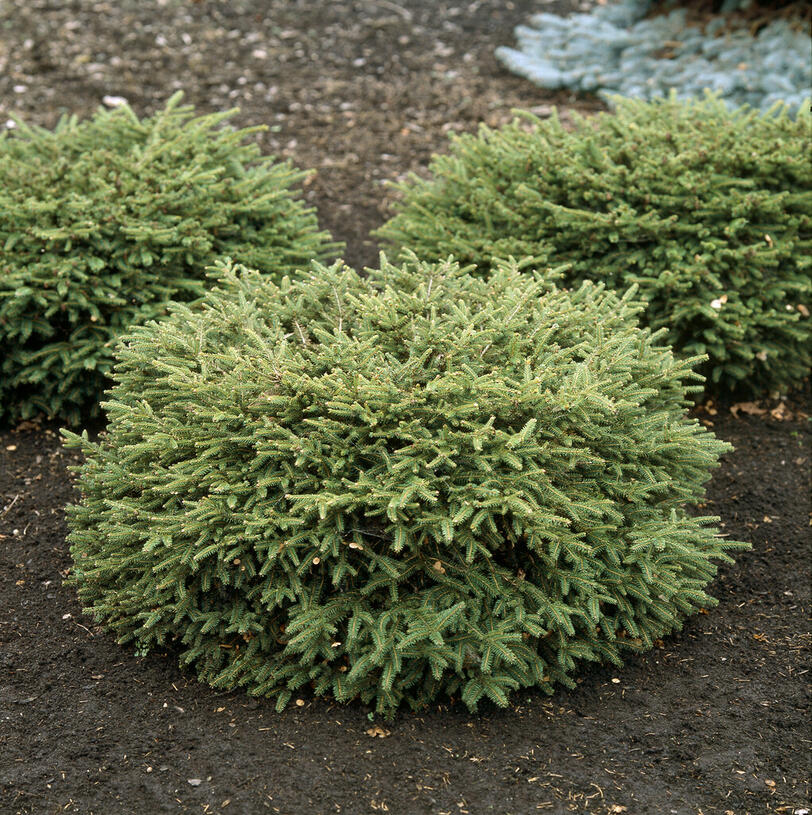 Zahradnictvi-flos.cz: Smrk ztepilý Nidiformis - Picea abies Nidiformis , Kontejner o objemu 10 litrů velikost 20 - 40 cm