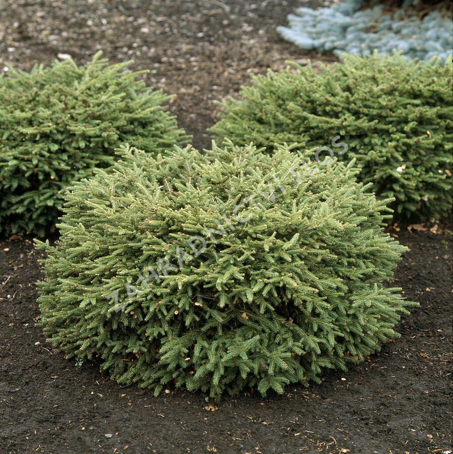 Smrk ztepilý 'Nidiformis' - Picea abies 'Nidiformis'