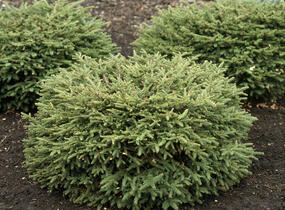 Smrk ztepilý 'Nidiformis' - Picea abies 'Nidiformis'