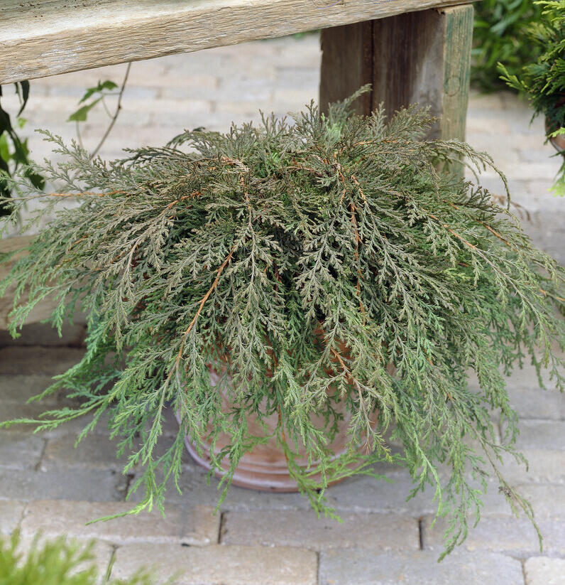 Mikrobiota křižmovstřícná - Microbiota decussata