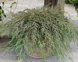 Mikrobiota křižmovstřícná