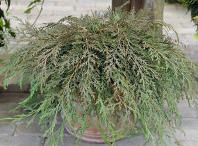 Mikrobiota křižmovstřícná - Microbiota decussata