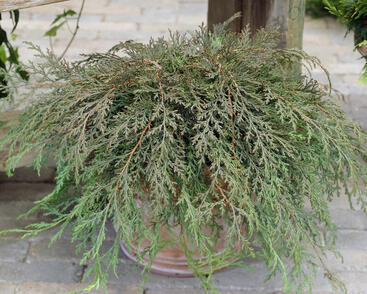 Mikrobiota křižmovstřícná