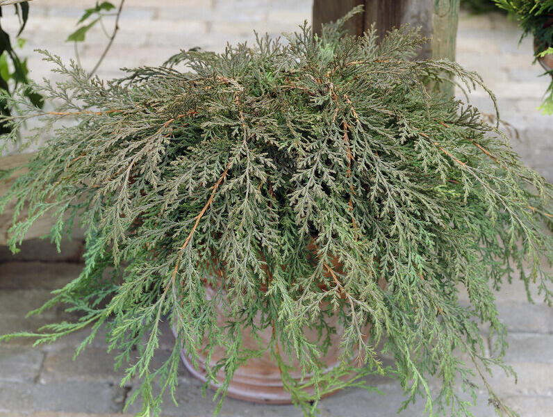 Mikrobiota křižmovstřícná - Microbiota decussata