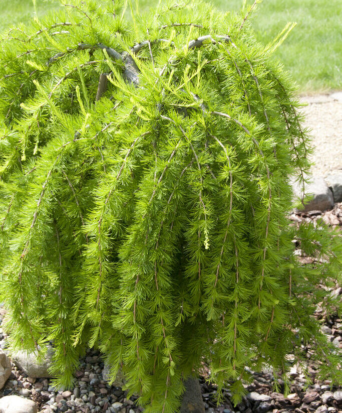 Modřín opadavý 'Puli' - Larix decidua 'Puli'