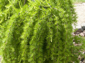 Modřín opadavý 'Puli' - Larix decidua 'Puli'