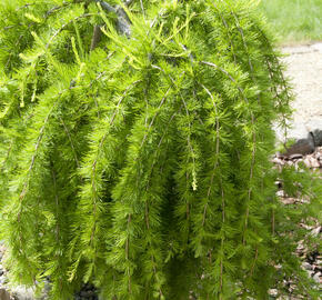 Modřín opadavý 'Puli' - Larix decidua 'Puli'