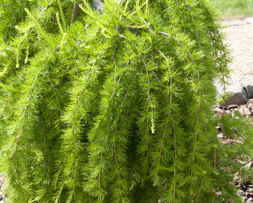 Modřín opadavý 'Puli'