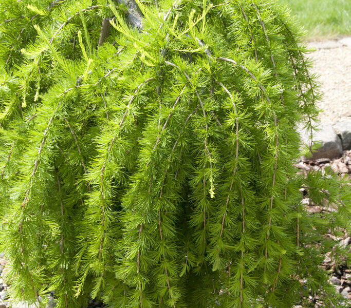 Modřín opadavý 'Puli' - Larix decidua 'Puli'