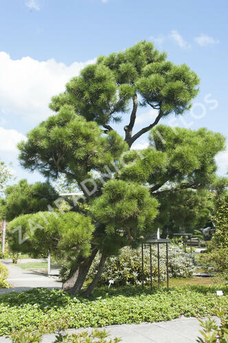 Borovice pokroucená - Pinus contorta