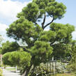 Borovice pokroucená - Pinus contorta