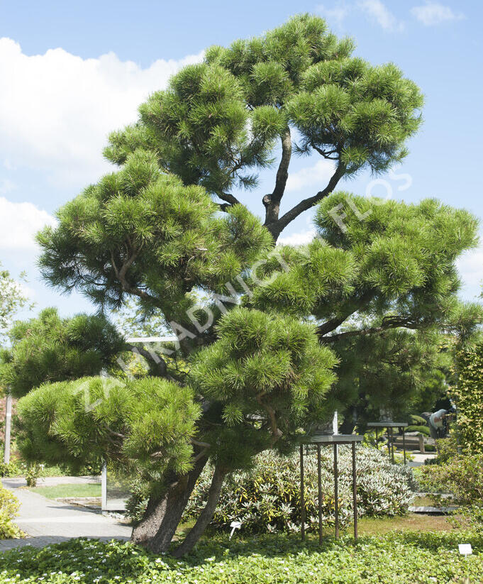 Borovice pokroucená - Pinus contorta
