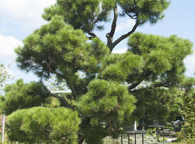 Borovice pokroucená - Pinus contorta