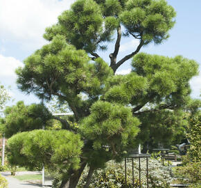 Borovice pokroucená - Pinus contorta