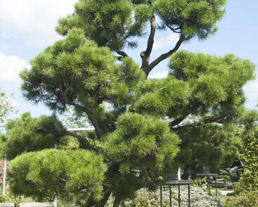 Borovice pokroucená