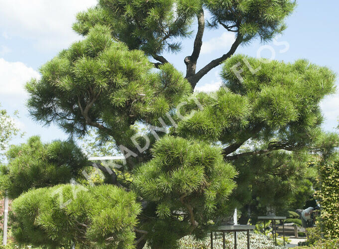 Borovice pokroucená - Pinus contorta