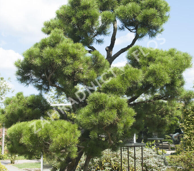 Borovice pokroucená - Pinus contorta