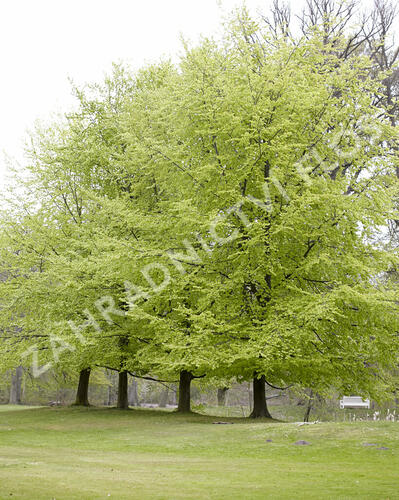 Buk lesní - Fagus sylvatica