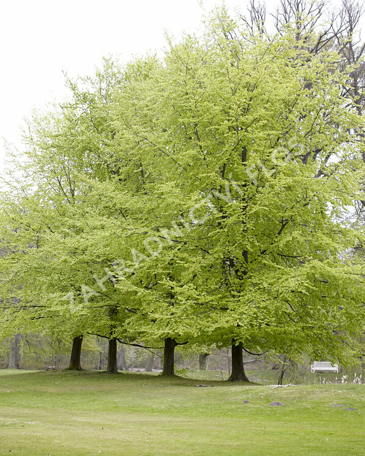 Buk lesní - Fagus sylvatica