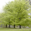 Buk lesní - Fagus sylvatica