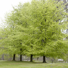 Buk lesní - Fagus sylvatica