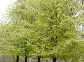 Buk lesní - Fagus sylvatica