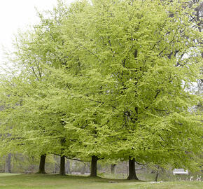 Buk lesní - Fagus sylvatica