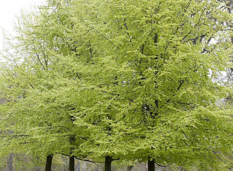 Buk lesní - Fagus sylvatica