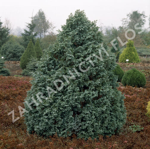 Cypřišek hrachonosný 'Boulevard' - Chamaecyparis pisifera 'Boulevard'