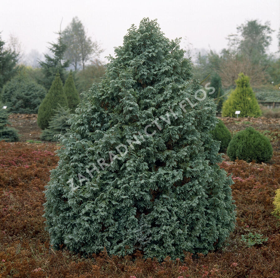 Cypřišek hrachonosný 'Boulevard' - Chamaecyparis pisifera 'Boulevard'