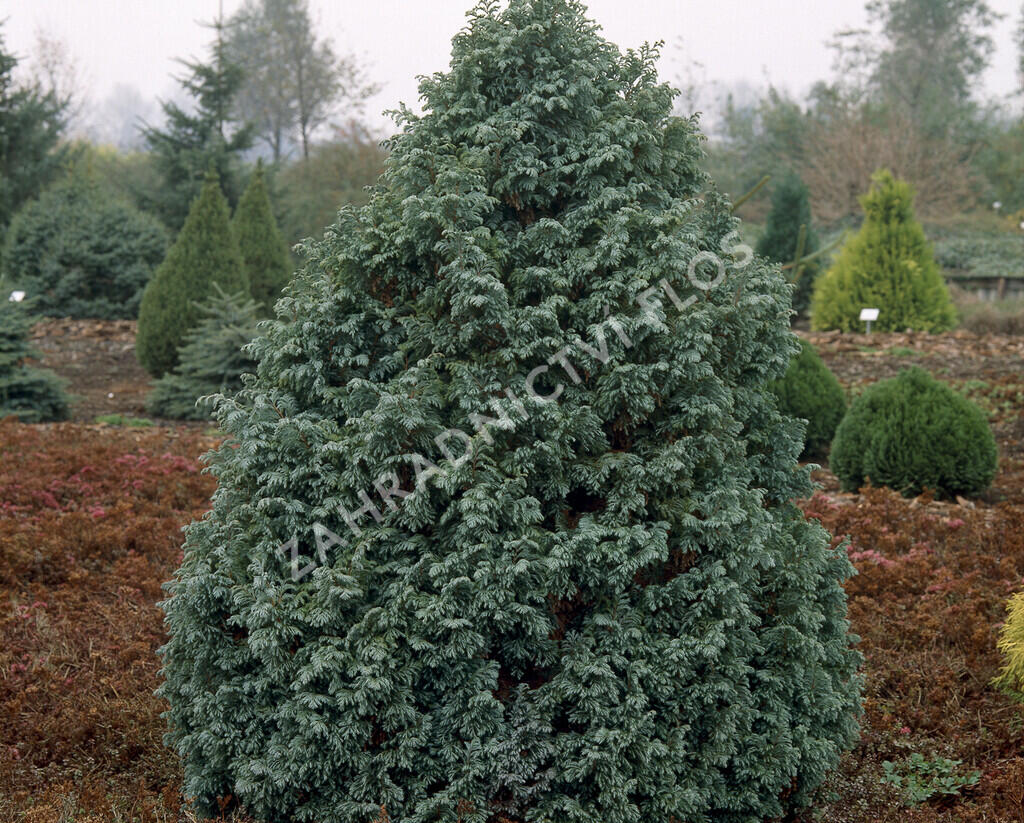 Cypřišek hrachonosný 'Boulevard' - Chamaecyparis pisifera 'Boulevard'