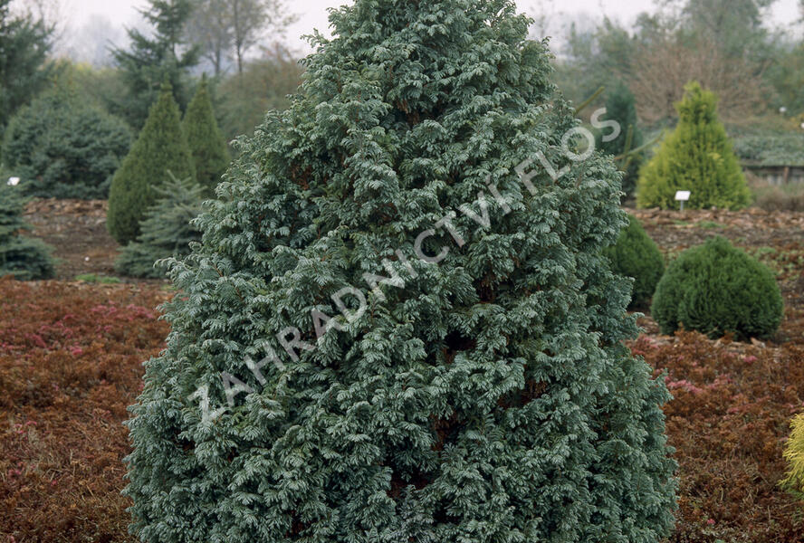 Cypřišek hrachonosný 'Boulevard' - Chamaecyparis pisifera 'Boulevard'