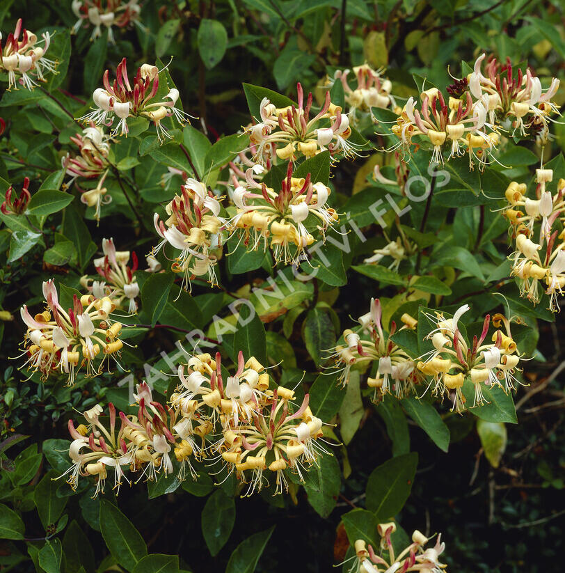 Zimolez Henryův - Lonicera henryi
