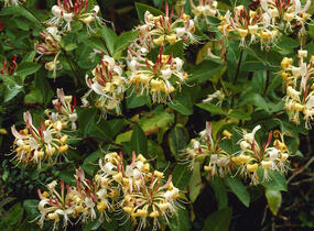 Zimolez Henryův - Lonicera henryi