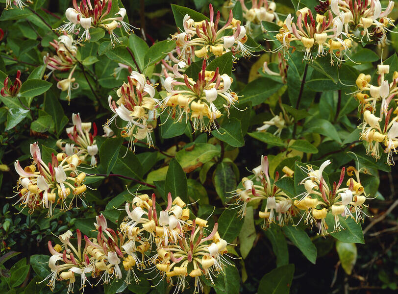 Zimolez Henryův - Lonicera henryi