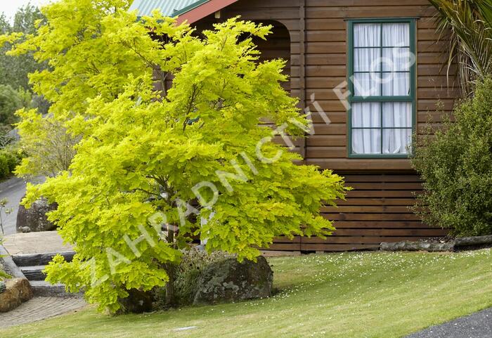 Dřezovec trojtrnný 'Sunburst' - Gleditsia triacanthos 'Sunburst'