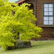 Dřezovec trojtrnný 'Sunburst' - Gleditsia triacanthos 'Sunburst'