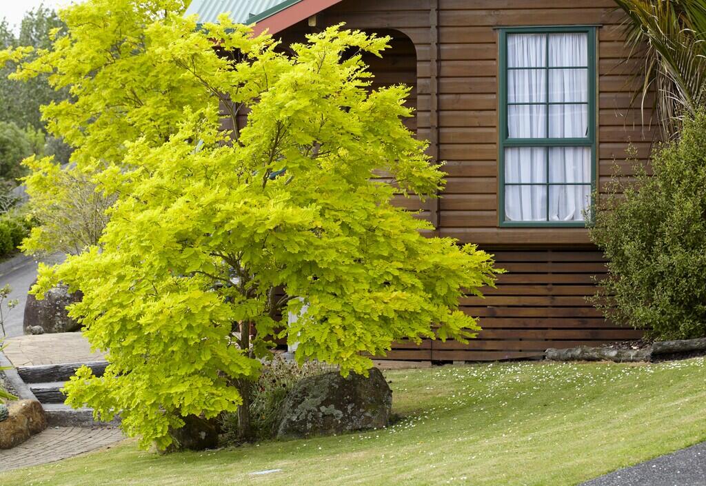 Dřezovec trojtrnný 'Sunburst' - Gleditsia triacanthos 'Sunburst'