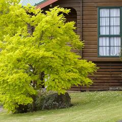 Dřezovec trojtrnný 'Sunburst' - Gleditsia triacanthos 'Sunburst'