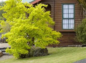 Dřezovec trojtrnný 'Sunburst' - Gleditsia triacanthos 'Sunburst'
