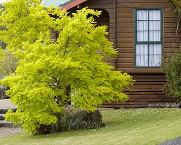 Dřezovec trojtrnný 'Sunburst'