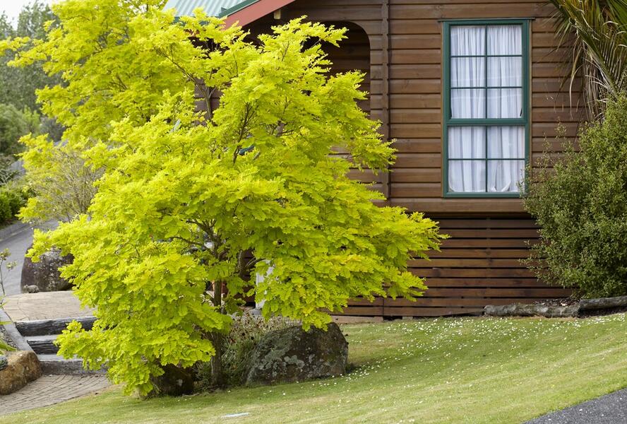 Dřezovec trojtrnný 'Sunburst' - Gleditsia triacanthos 'Sunburst'