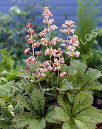 Rodgersie 'Die Schöne' - Rodgersia 'Die Schöne'