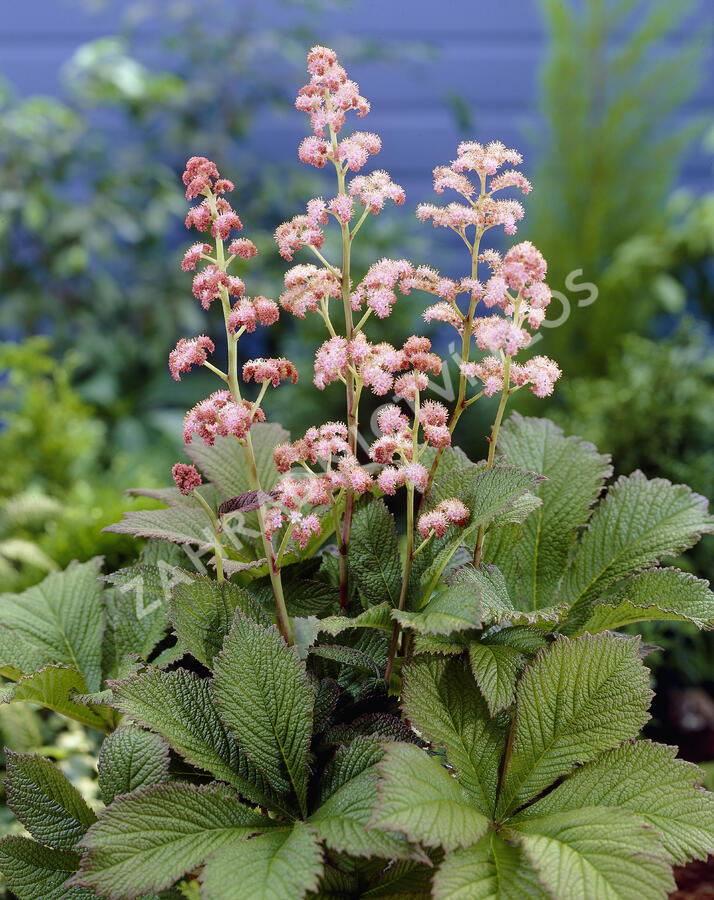 Rodgersie 'Die Schöne' - Rodgersia 'Die Schöne'