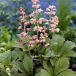 Rodgersie 'Die Schöne' - Rodgersia 'Die Schöne'