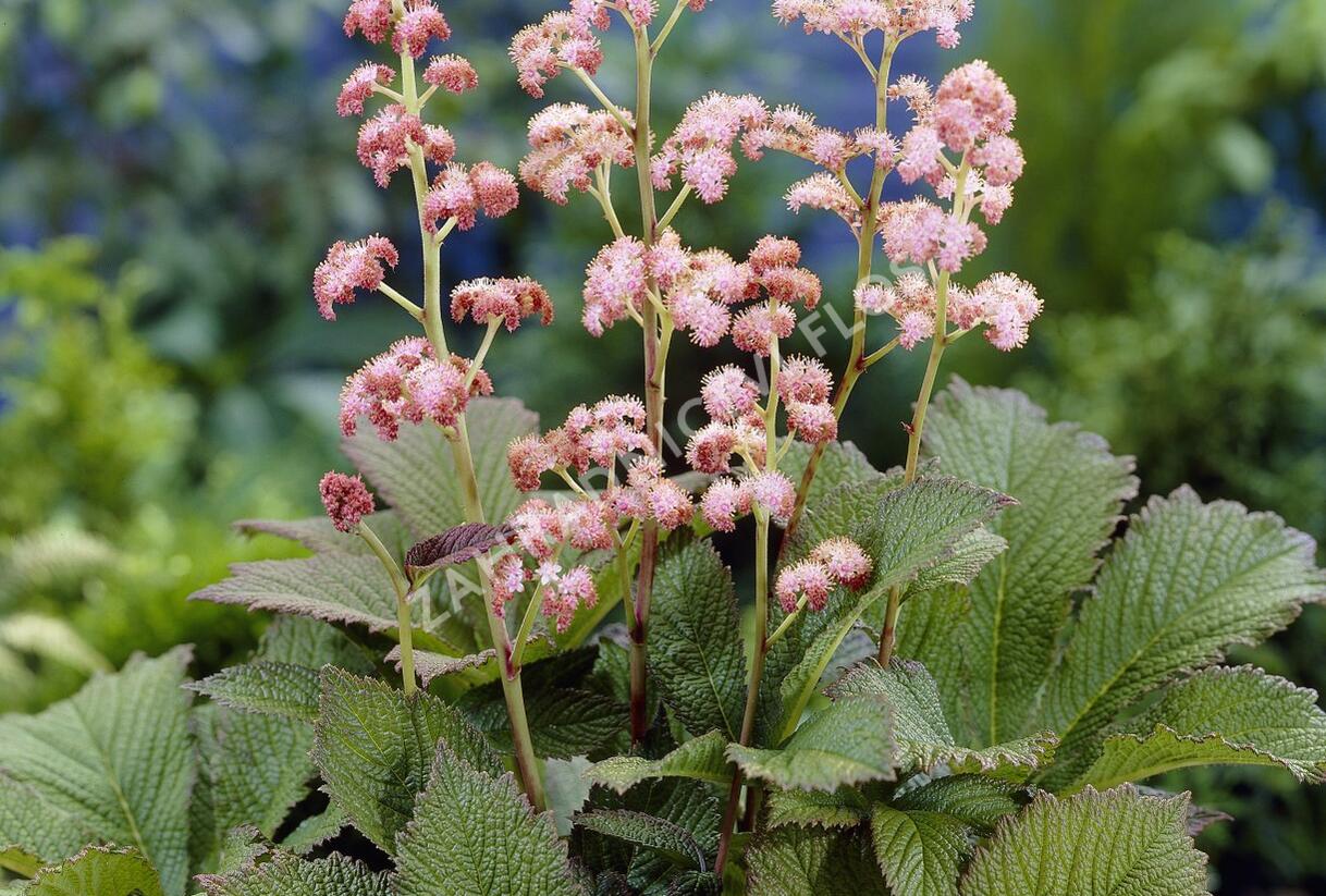 Rodgersie 'Die Schöne' - Rodgersia 'Die Schöne'